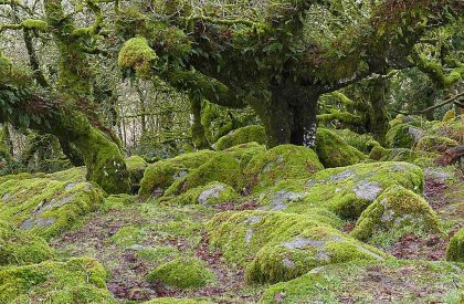 Going Deeper in Primary History: Trees and Woodland
