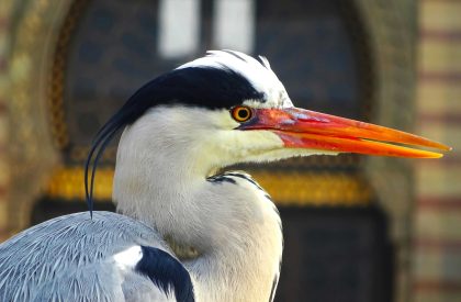 Where to Start in Primary Science